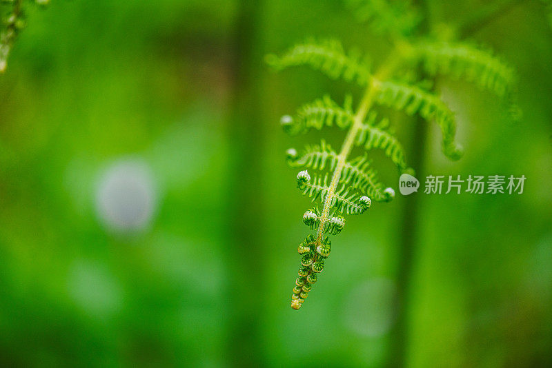 蕨类植物的Macrophotography Shots